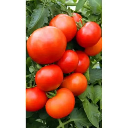 АЛТАЙСКИЙ ШЕДЕВР