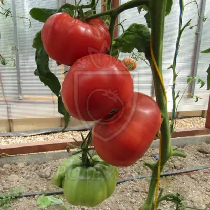 ЯПОНСКИЙ КРАБ