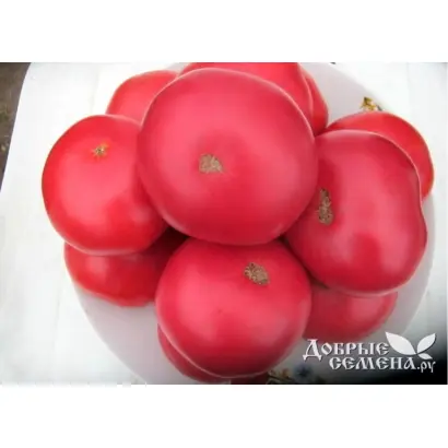 ПИНК ПАРАДАЙЗ