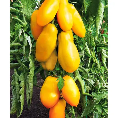 ПЕРЦЕВИДНЫЙ ЖЕЛТЫЙ