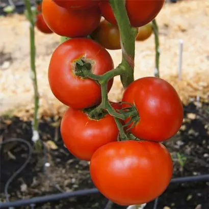 ПРЕЗИДЕНТ 2