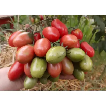 РОЗОВЫЙ СНЕГ