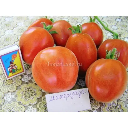 ШАХЕРЕЗАДА