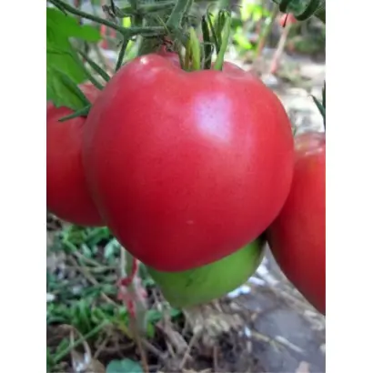 ТЯЖЕЛОВЕС СИБИРИ