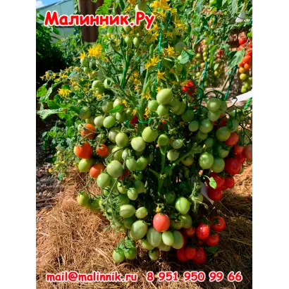 КАЛИНКА-МАЛИНКА