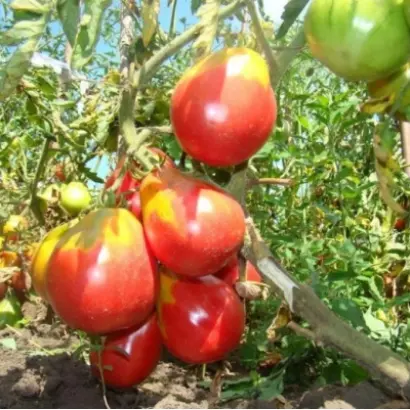 ИВАН КУПАЛА