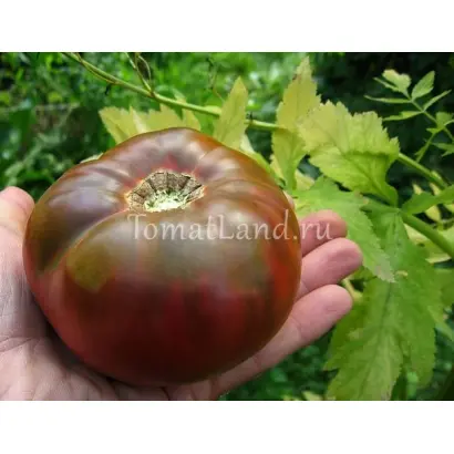 АППЕТИТНЫЙ