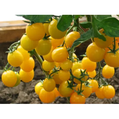 КАРАМЕЛЬ ЖЕЛТАЯ