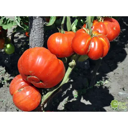 ДОБРЫЙ МОЛОДЕЦ