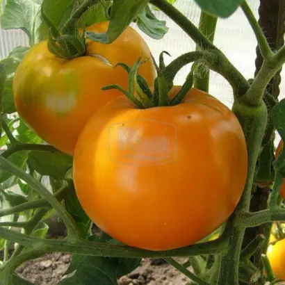 ЗОЛОТОЙ ОЖАРОВСКИЙ