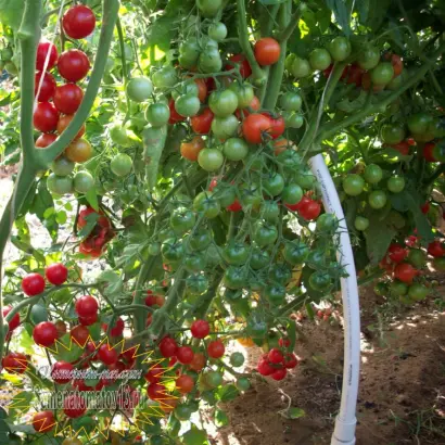 КАРАМЕЛЬКА