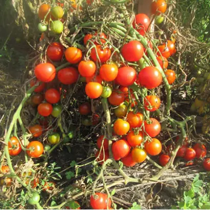 МОРАВСКОЕ ЧУДО