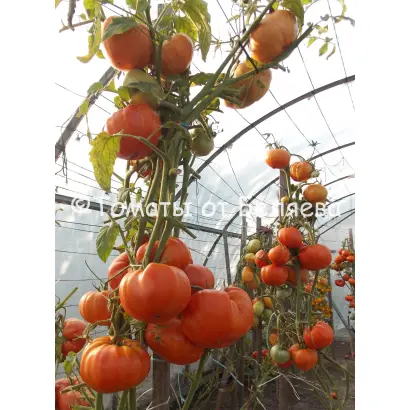 ШУНТУКСКИЙ ВЕЛИКАН