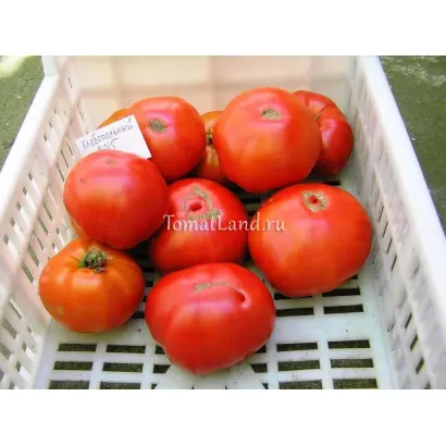 ХЛЕБОСОЛЬНЫЙ