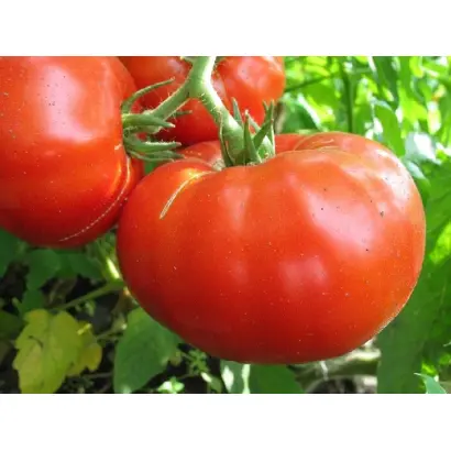 АЛЫЕ ПАРУСА