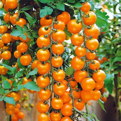 ВИШНЯ ЖЕЛТАЯ