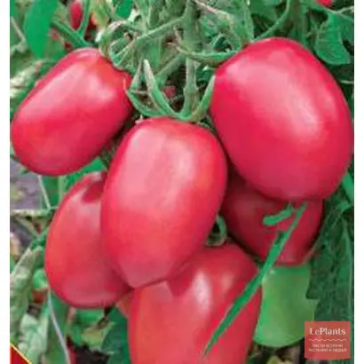 СЛИВКА РОЗОВАЯ