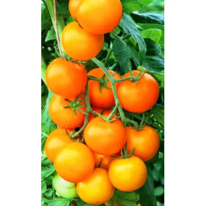 МАНДАРИНКА