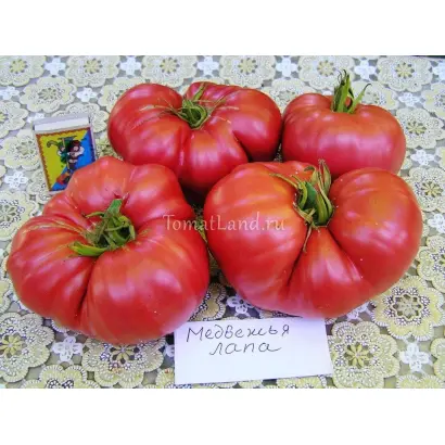 МЕДВЕЖЬЯ ЛАПА