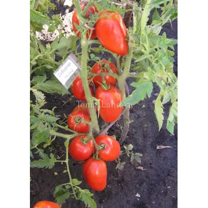 СИБИРСКАЯ ТРОЙКА