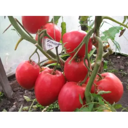 КЕНИГСБЕРГ