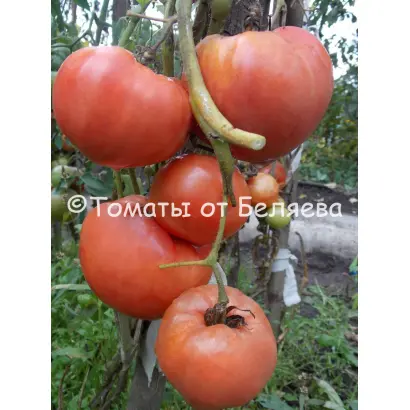 РУССКАЯ ДУША