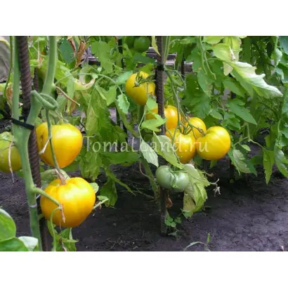 ЗОЛОТЫЕ КУПОЛА