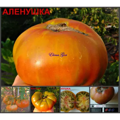 АЛЕНУШКА