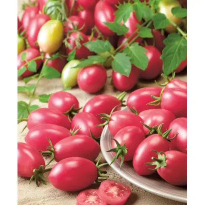 НОВИЧОК РОЗОВЫЙ