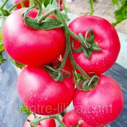 МАЛИНОВЫ ОЖАРОВСКИ