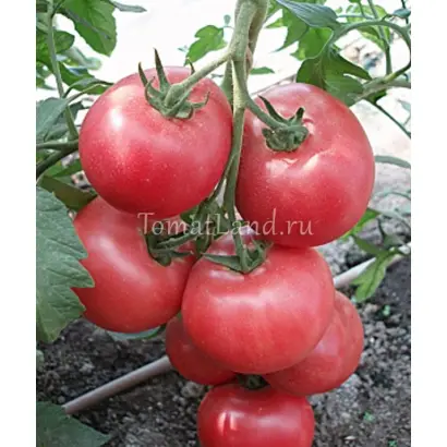 РОЗОВЫЙ СУВЕНИР