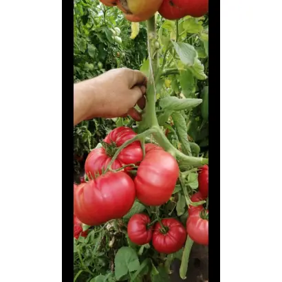 ЛИЛИ МАРЛЕН