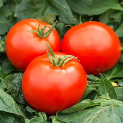 СЕВЕРНАЯ КОРОЛЕВА