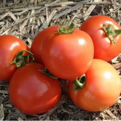 БЕЛОСНЕЖКА