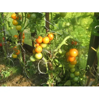 ОЧАРОВАНИЕ