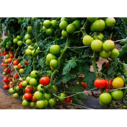 РАПСОДИЯ НК