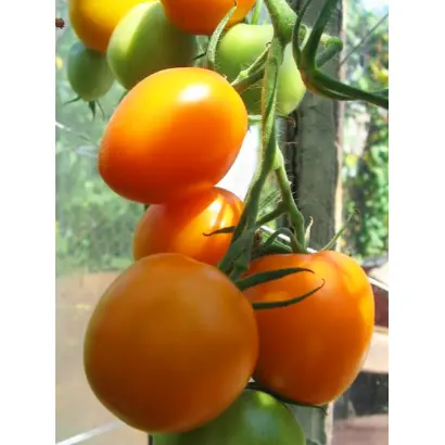 ДЕ БАРАО ОРАНЖЕВЫЙ