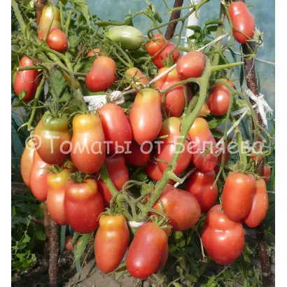 ПЕРЦЕВИДНЫЙ