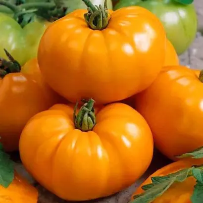 ОРАНЖЕВЫЙ ГИГАНТ