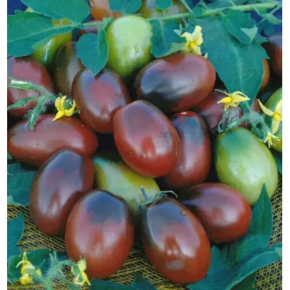 ЧЕРНЫЙ МАВР