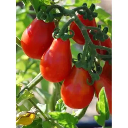 ГРУША КРАСНАЯ