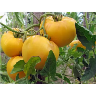 ГИГАНТ ЛИМОННЫЙ