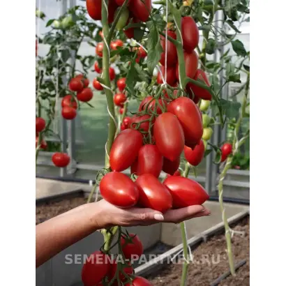 МИЛЛЭННИУМ