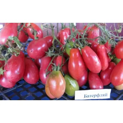 БАТТЕРФЛЯЙ