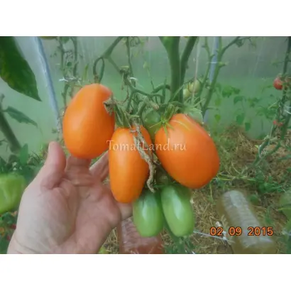 ЗОЛОТАЯ ПУЛЯ