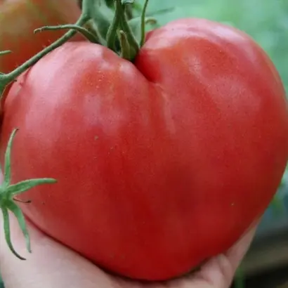 БЫЧЬЕ СЕРДЦЕ