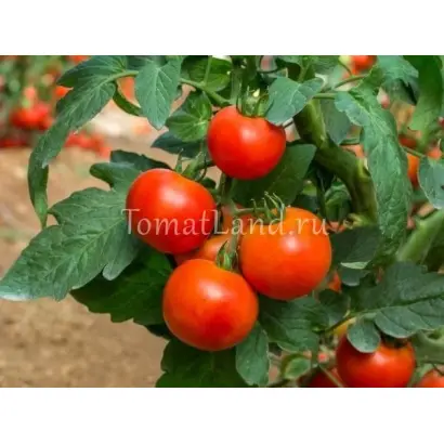 ОГНИ МОСКВЫ