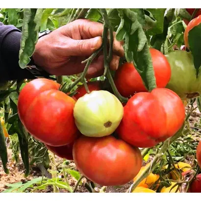 ПОДАРОЧНЫЙ