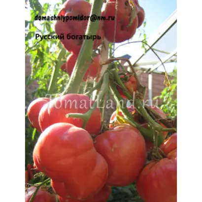 РУССКИЙ БОГАТЫРЬ
