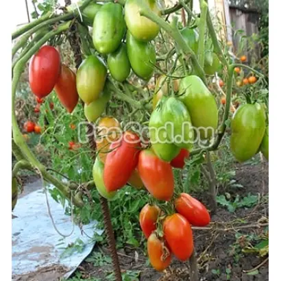 СЕВЕРНАЯ КРАСАВИЦА